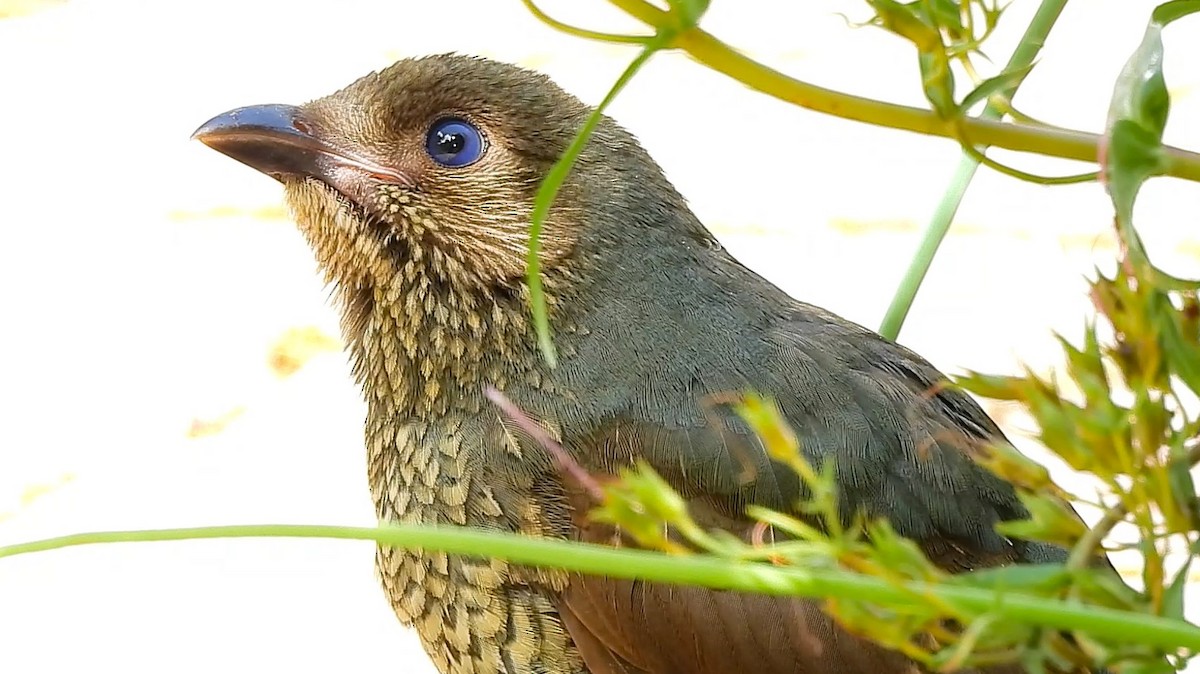 Satin Bowerbird - ML627453378