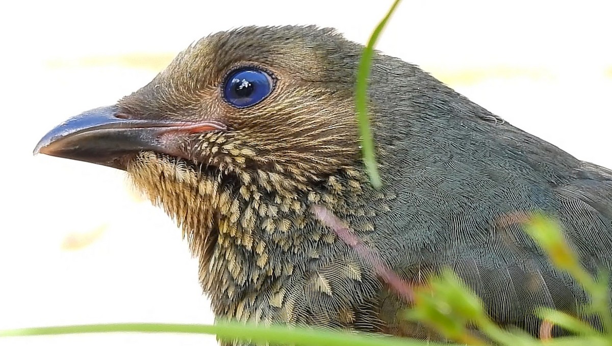 Satin Bowerbird - ML627453391