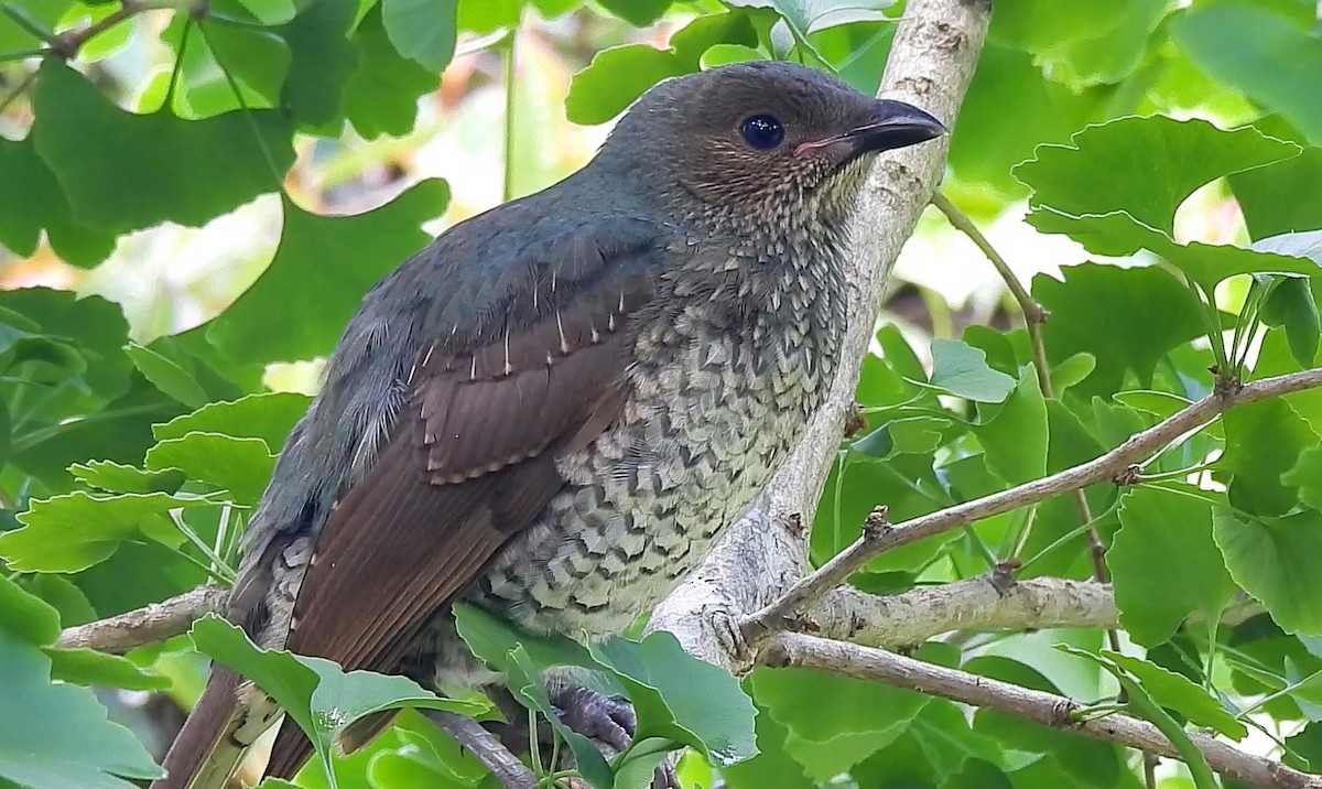 Satin Bowerbird - ML627453398