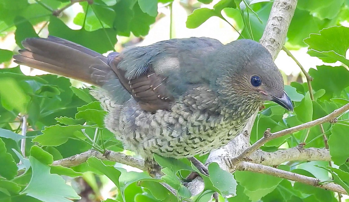 Satin Bowerbird - ML627453404