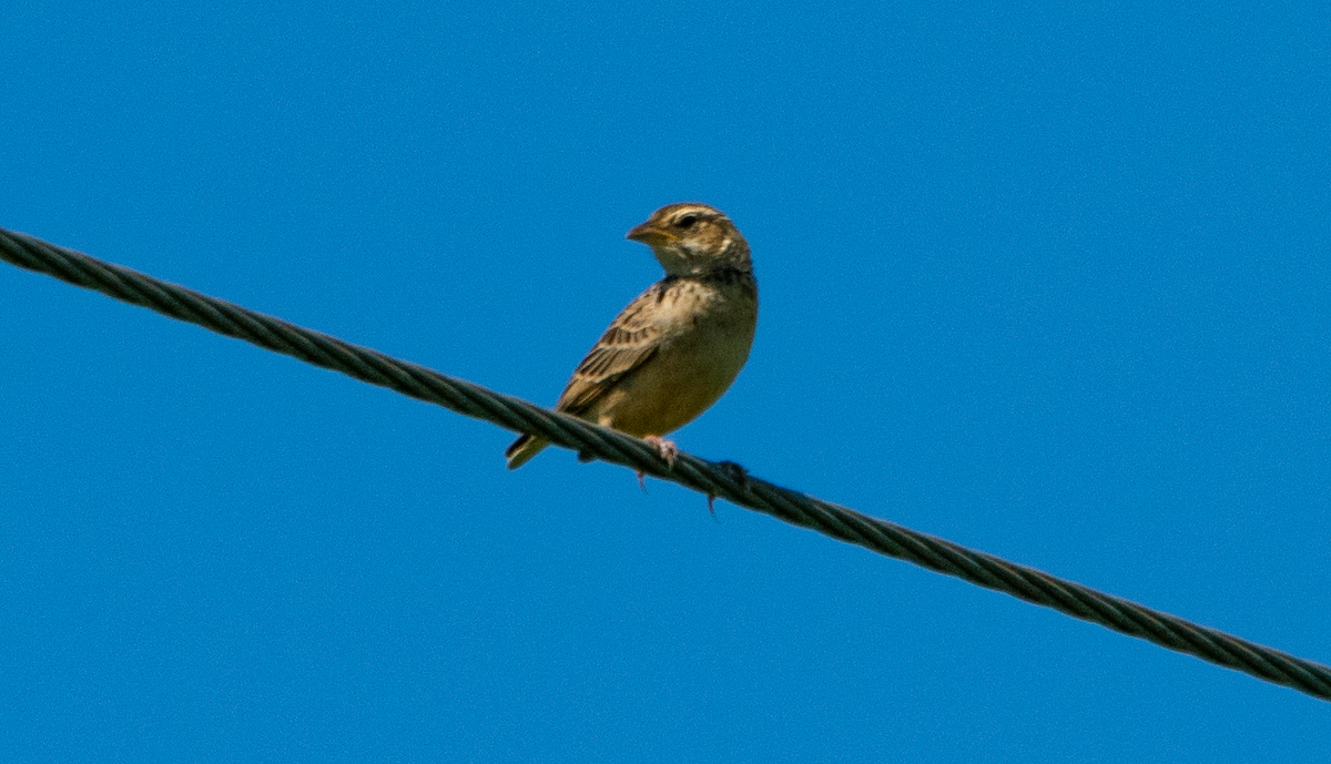 Singing Bushlark - ML627453426