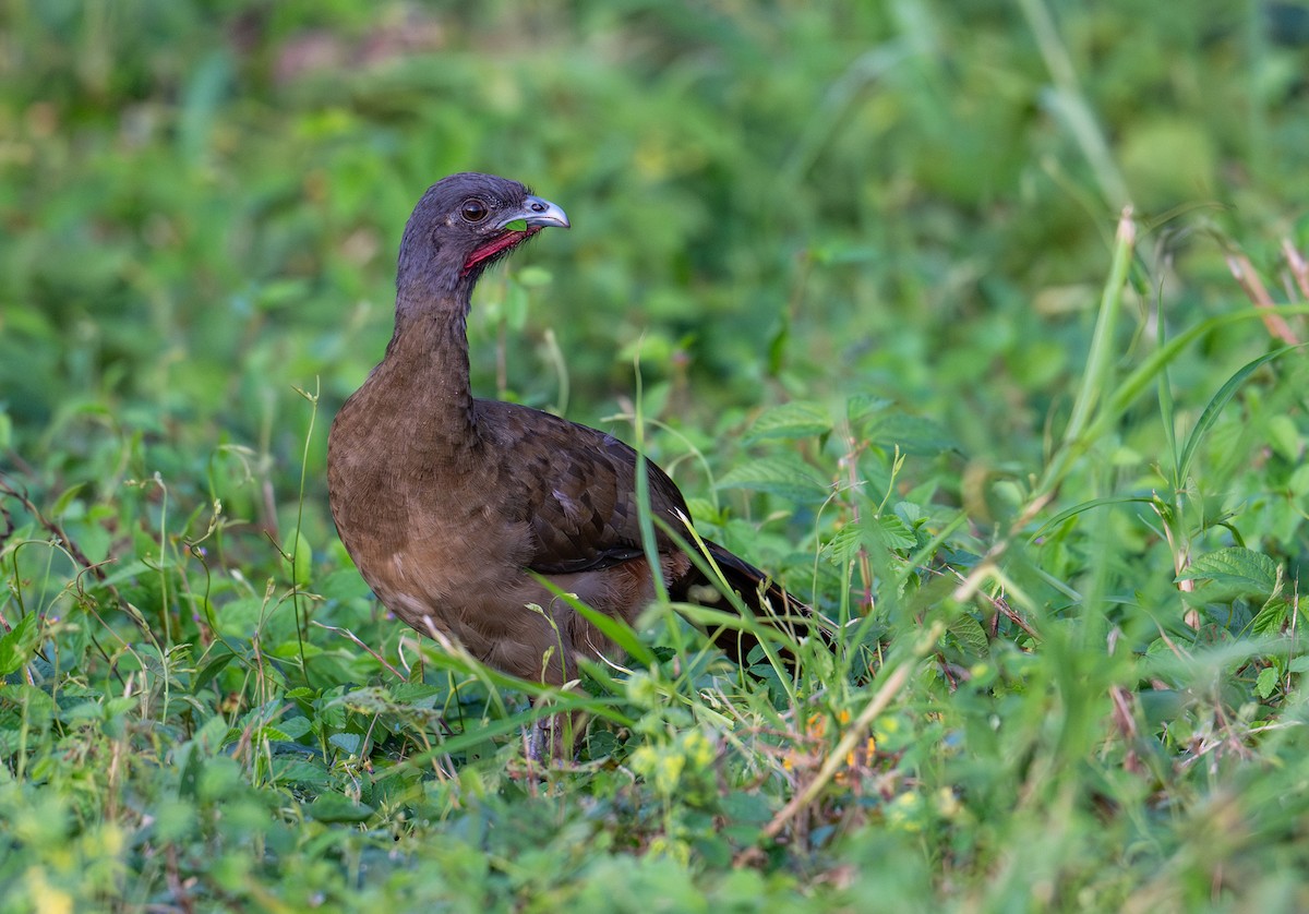 Chachalaca Culirroja - ML627453463