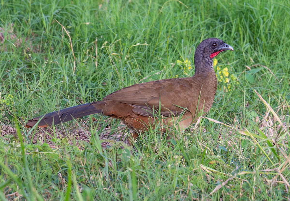 Chachalaca Culirroja - ML627453471