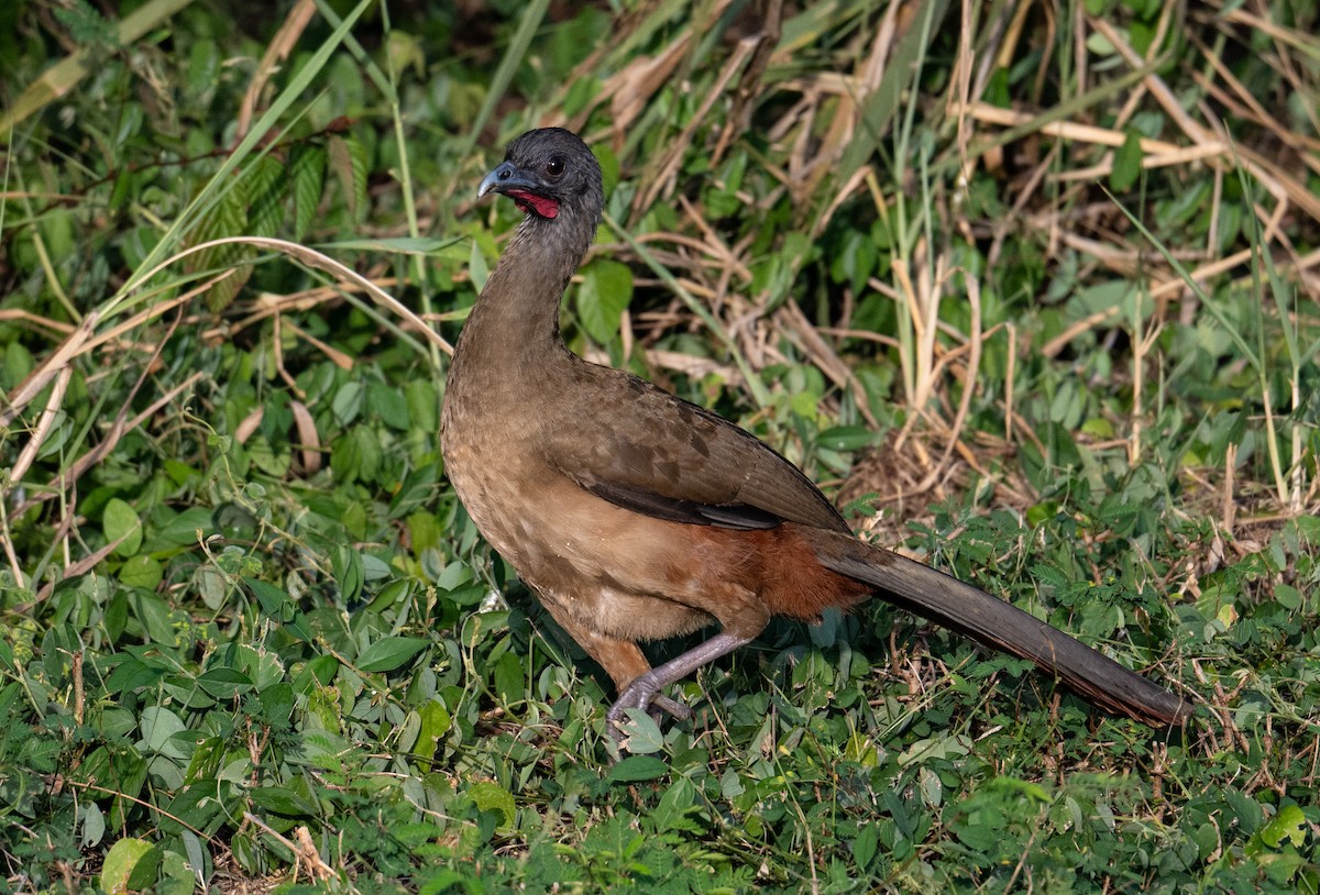 Chachalaca Culirroja - ML627453475