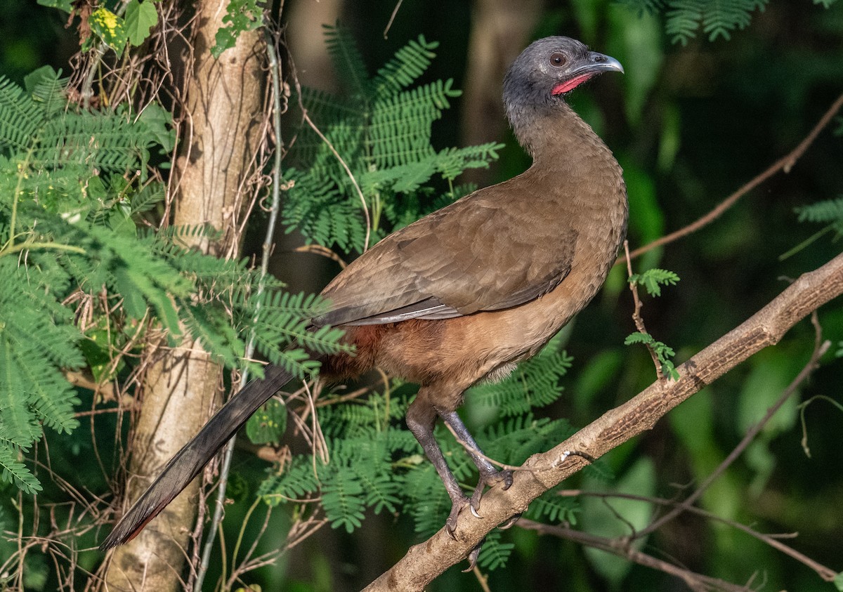 Chachalaca Culirroja - ML627453477