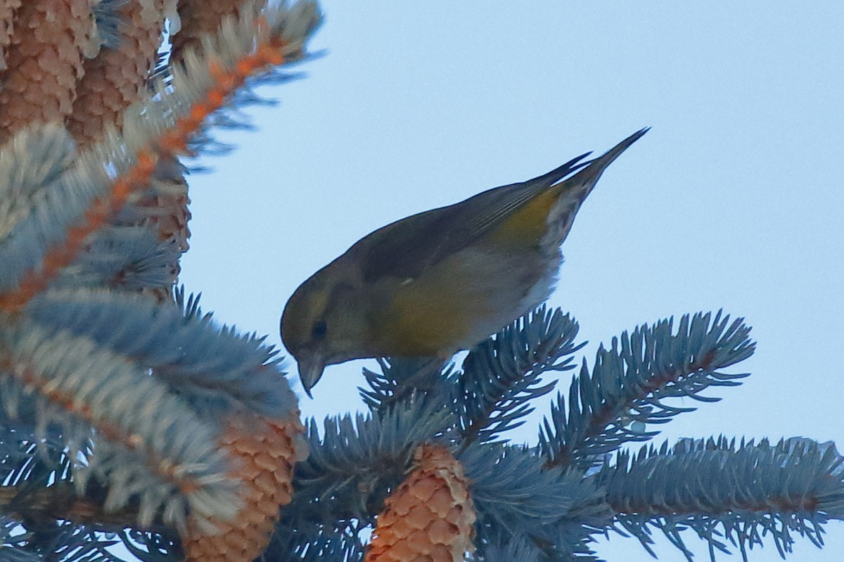 Red Crossbill - ML627453519