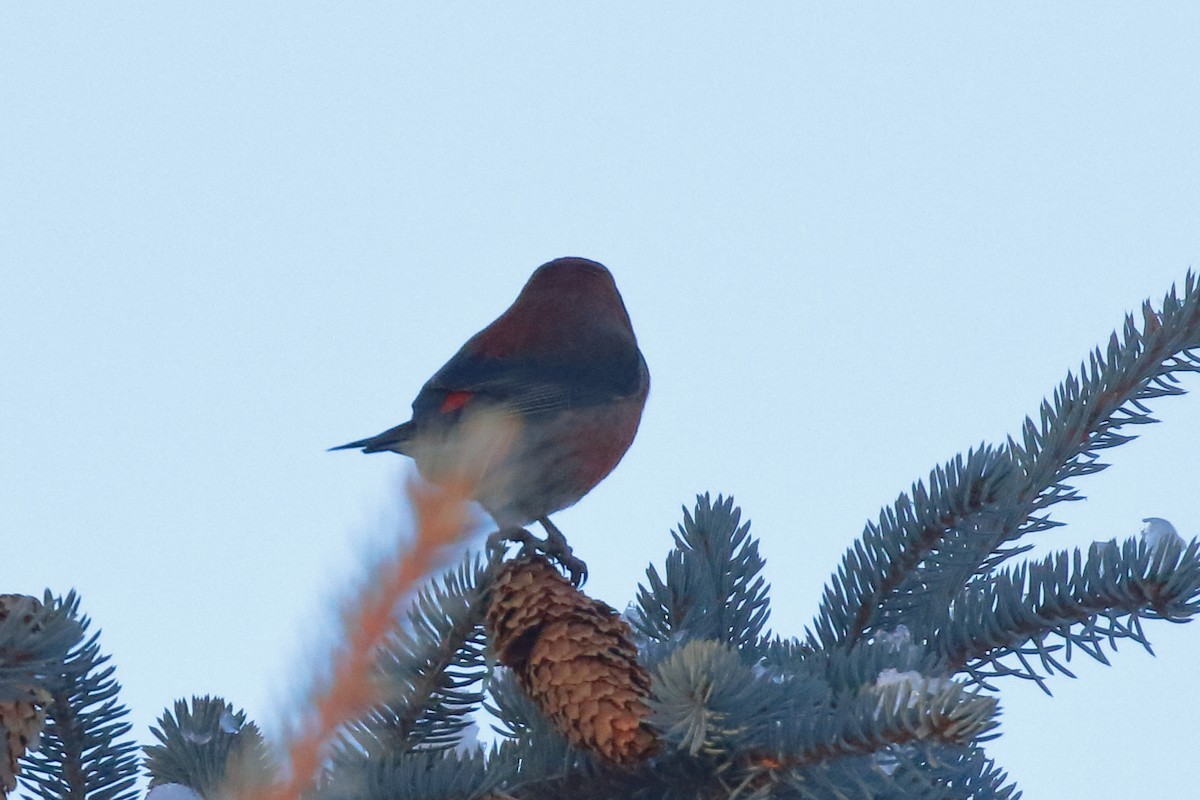 Red Crossbill - ML627453520