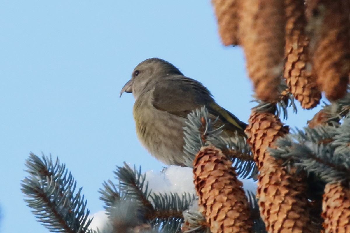 Red Crossbill - ML627453521