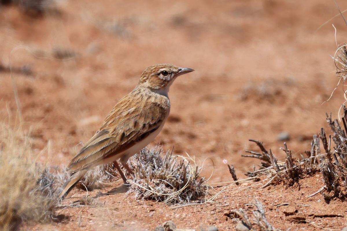 Fawn-colored Lark (Fawn-colored) - ML627453621