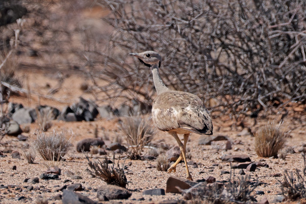 Karoo Bustard - ML627453676