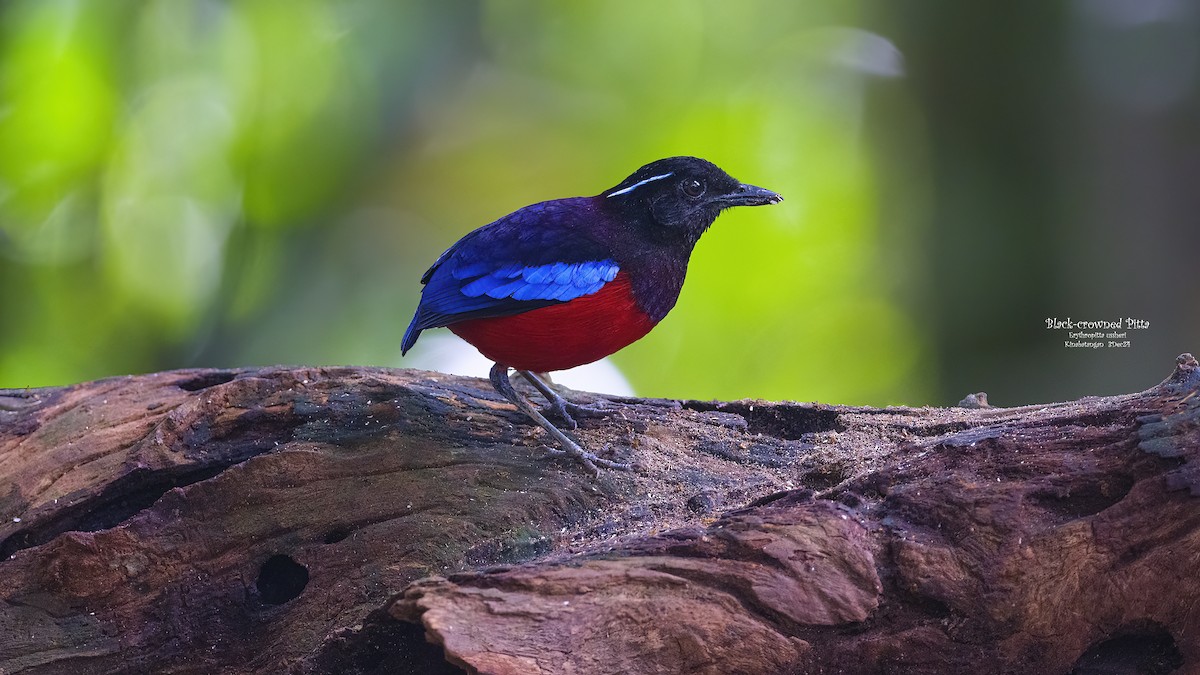 Black-crowned Pitta - ML627453742