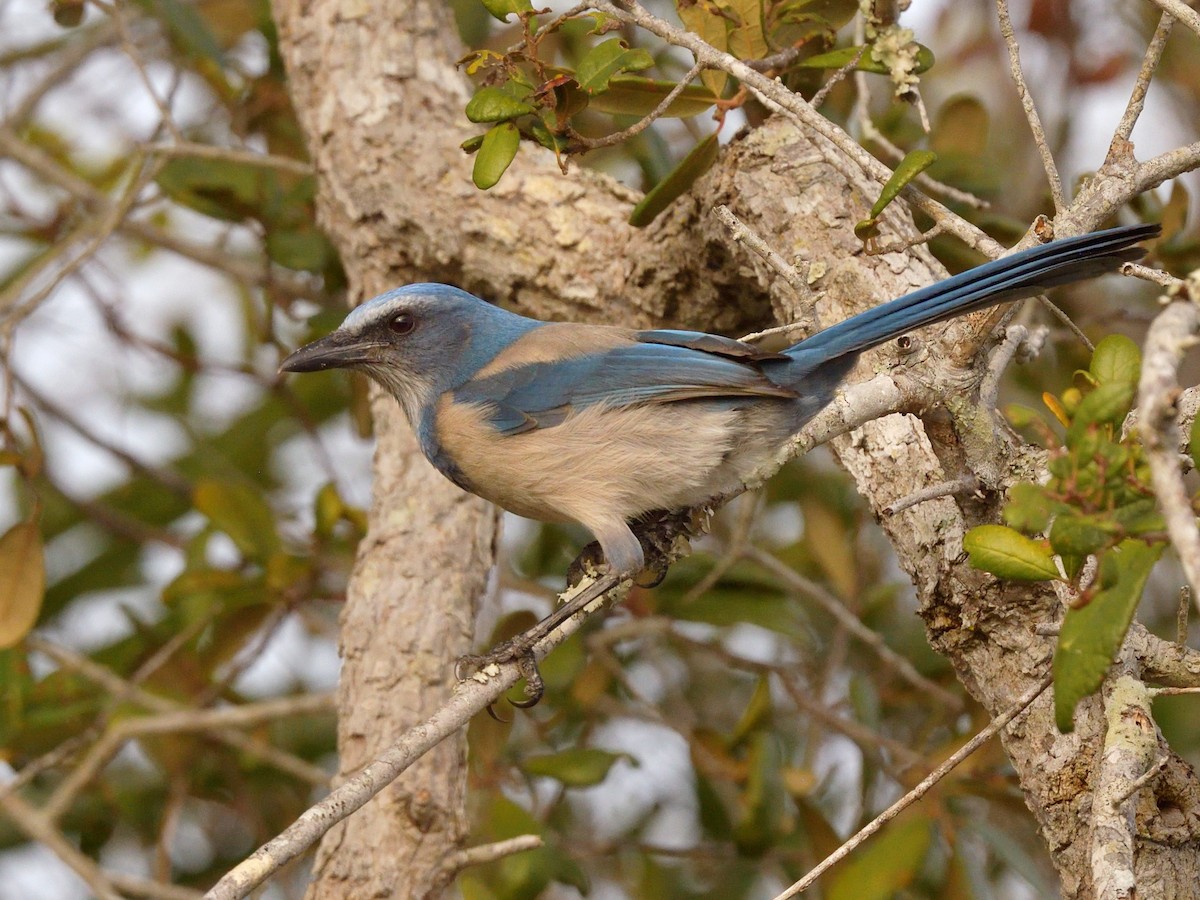 Florida Scrub-Jay - ML627453778
