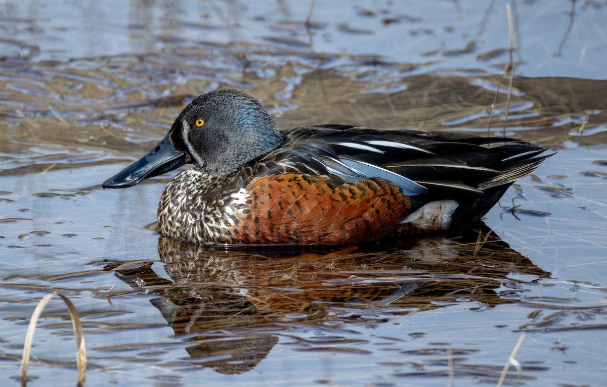 Australasian Shoveler - ML627454062