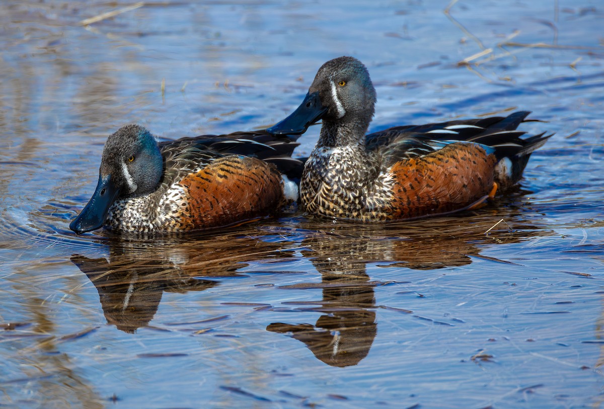 Australasian Shoveler - ML627454064