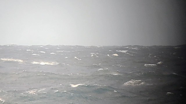 Short-tailed Shearwater - ML627454092