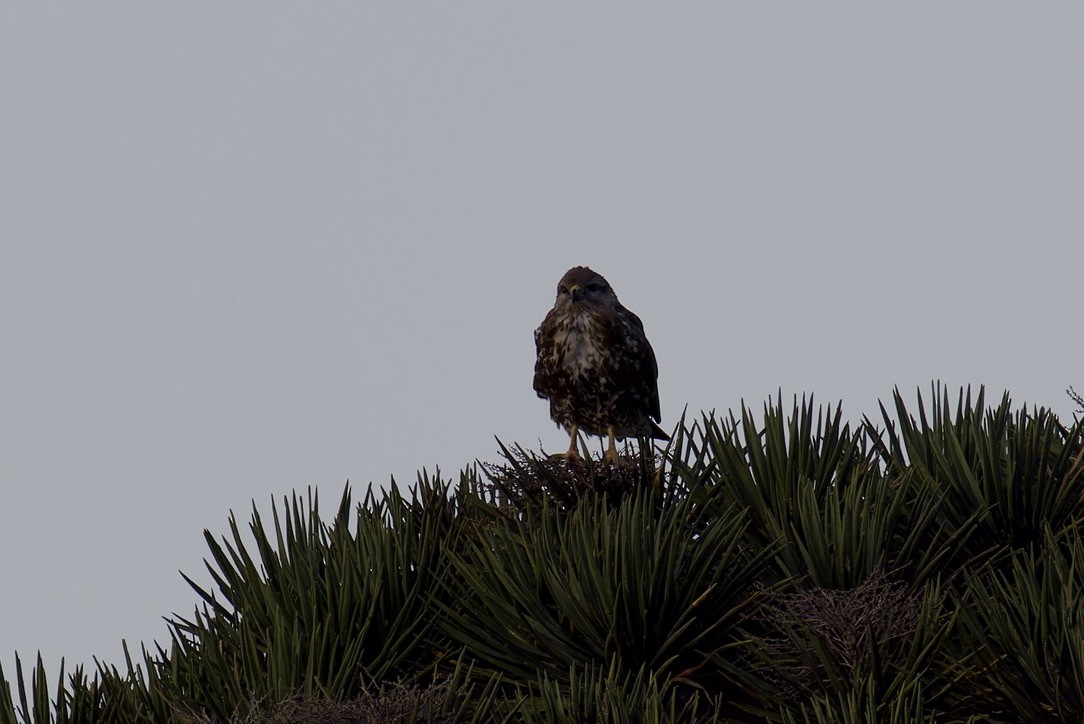 Socotra Buzzard - ML627454150