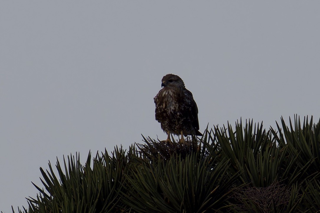 Socotra Buzzard - ML627454151
