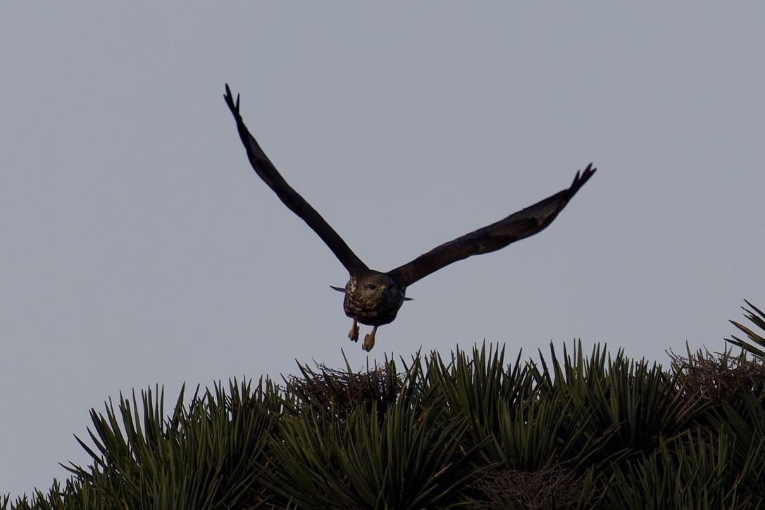 Socotra Buzzard - ML627454152