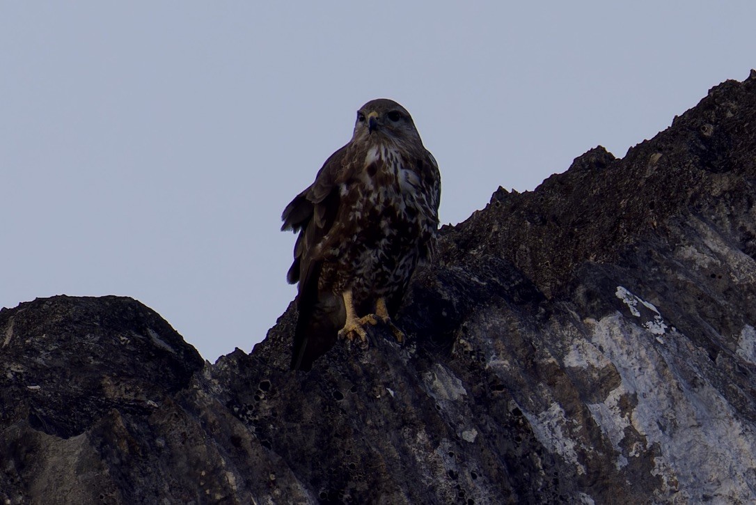 Socotra Buzzard - ML627454153