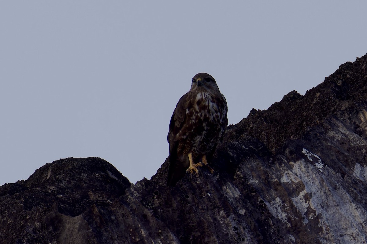 Socotra Buzzard - ML627454154