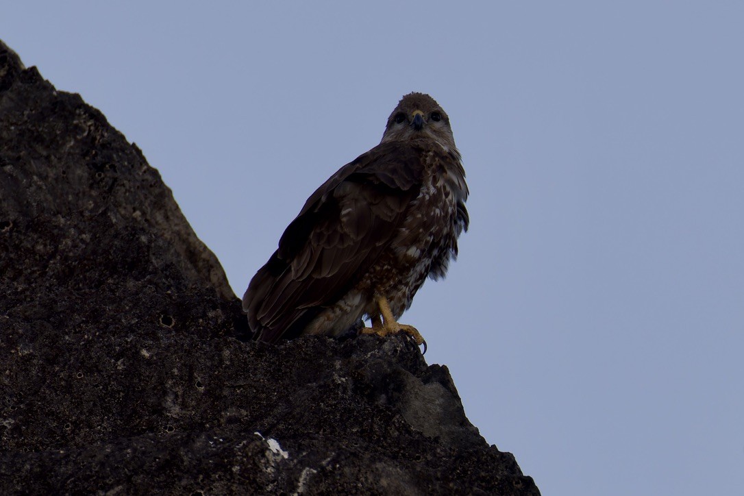 Socotra Buzzard - ML627454155