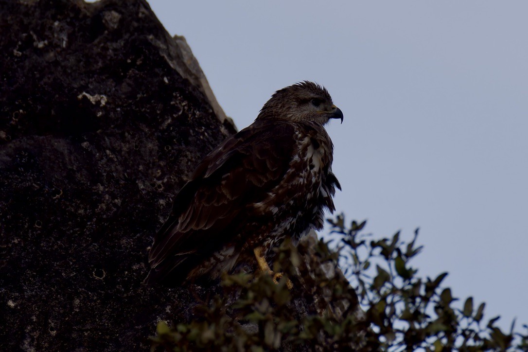 Socotra Buzzard - ML627454156