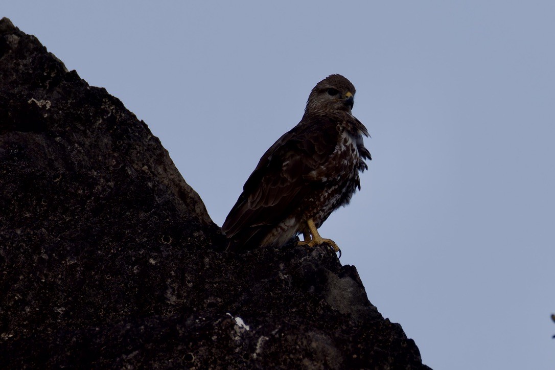 Socotra Buzzard - ML627454157