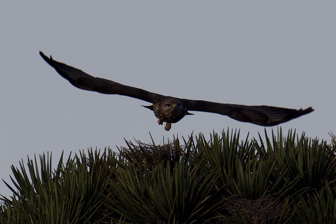 Socotra Buzzard - ML627454158