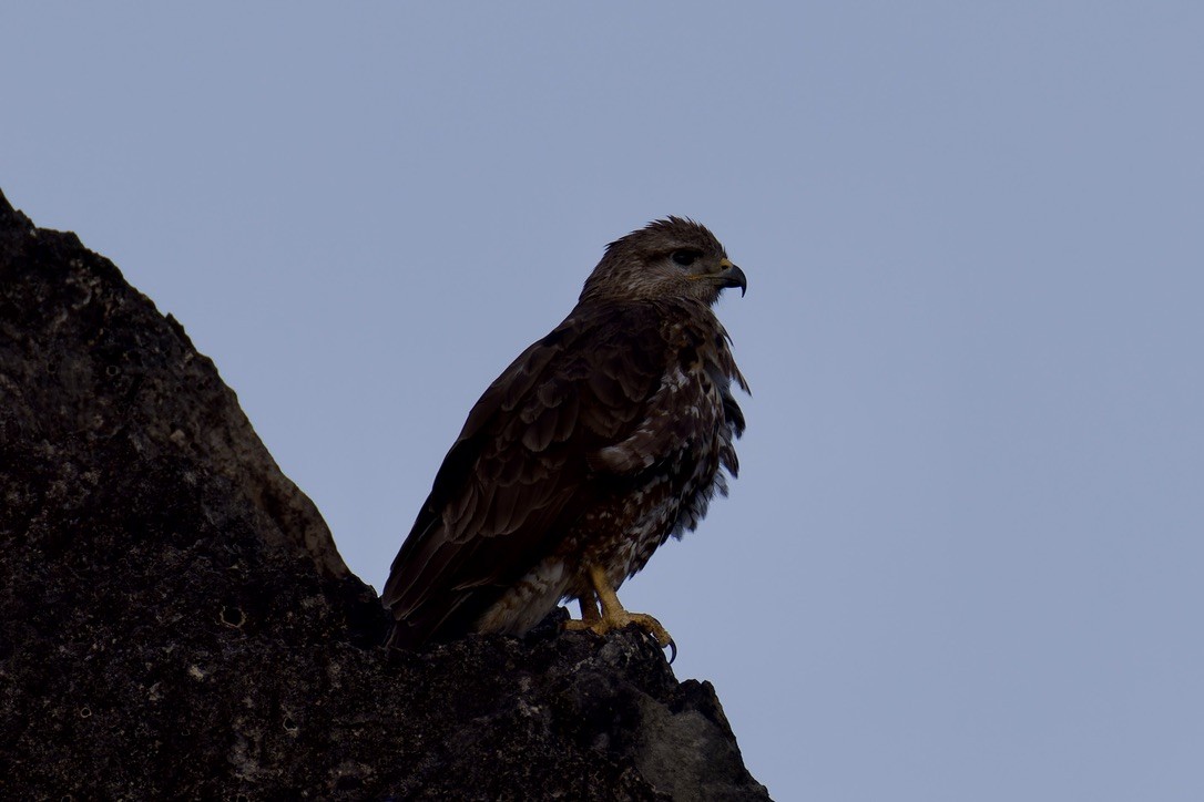 Socotra Buzzard - ML627454159