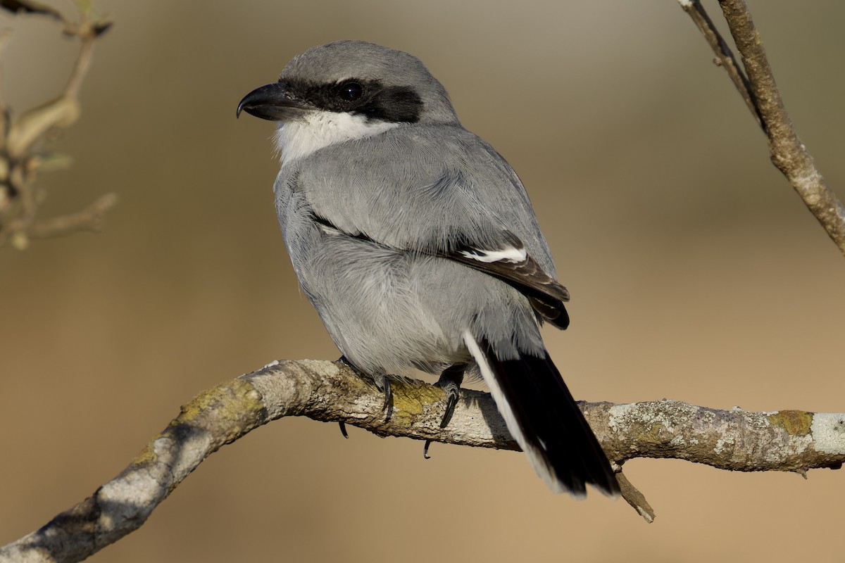 Great Gray Shrike (Socotra) - ML627454169