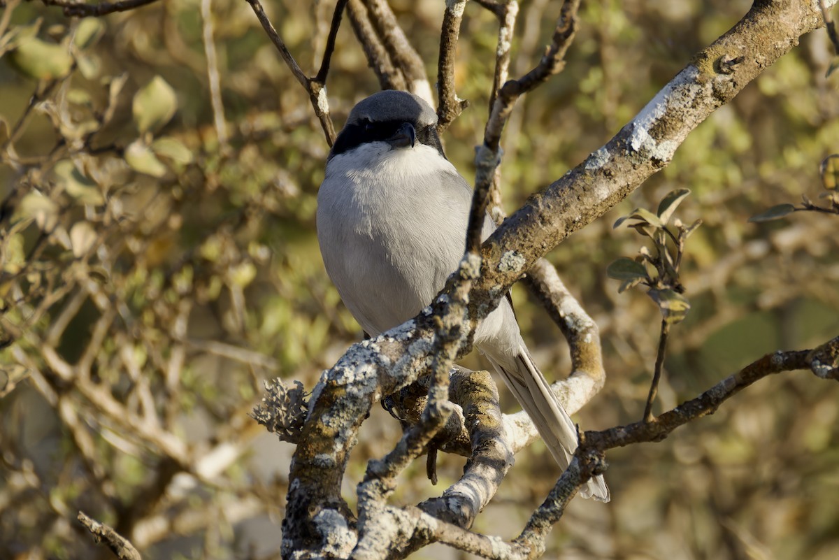 Great Gray Shrike (Socotra) - ML627454170
