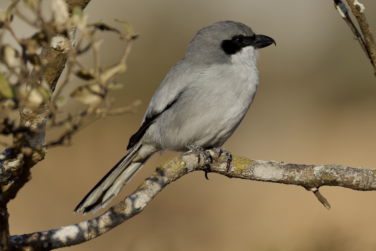 Great Gray Shrike (Socotra) - ML627454171