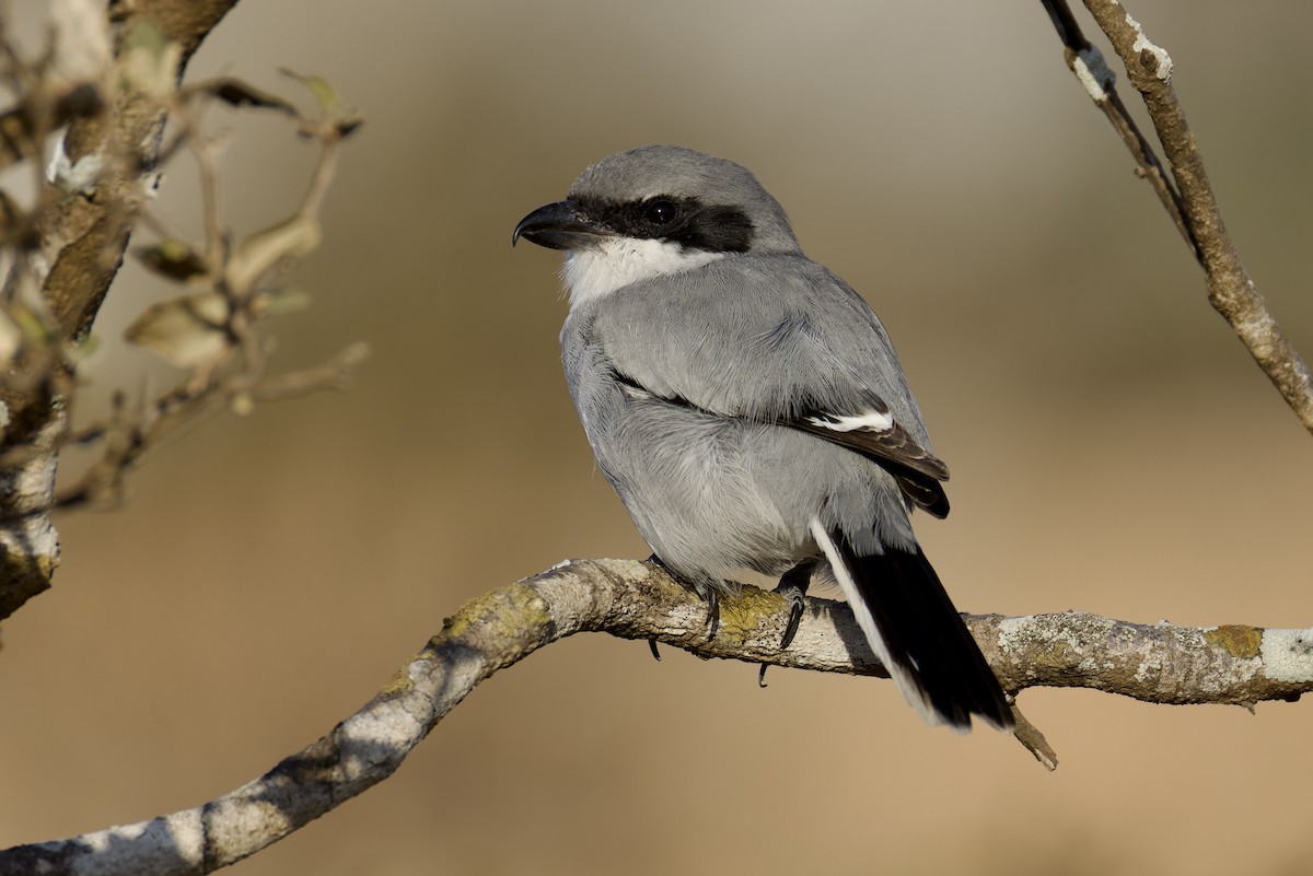 Great Gray Shrike (Socotra) - ML627454172