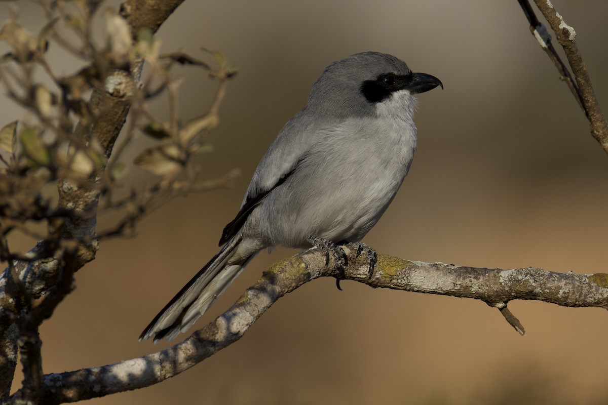 Great Gray Shrike (Socotra) - ML627454173