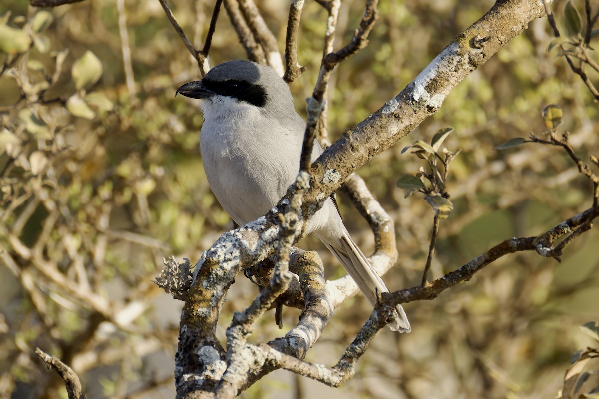 Great Gray Shrike (Socotra) - ML627454174