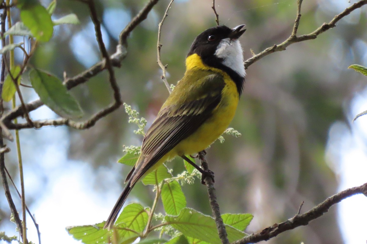 Golden Whistler - ML627454178