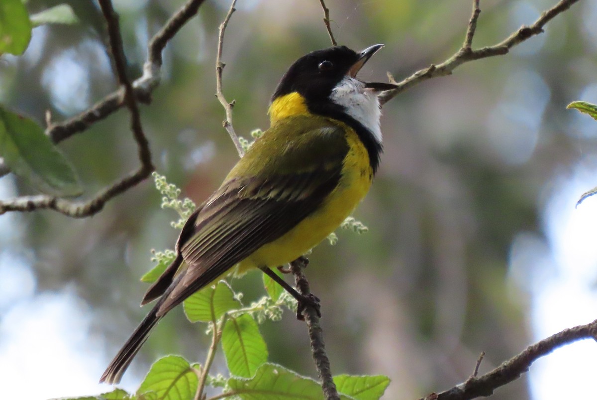Golden Whistler - ML627454181