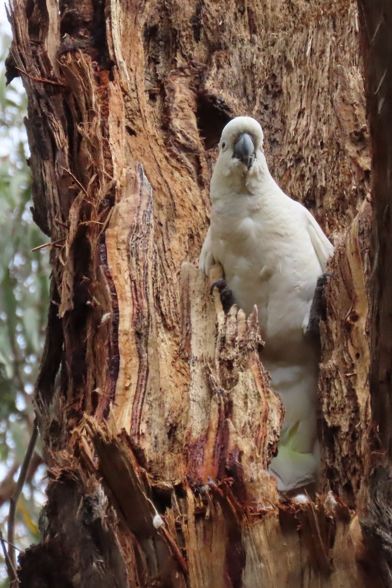 Sulphur-crested Cockatoo - ML627454189