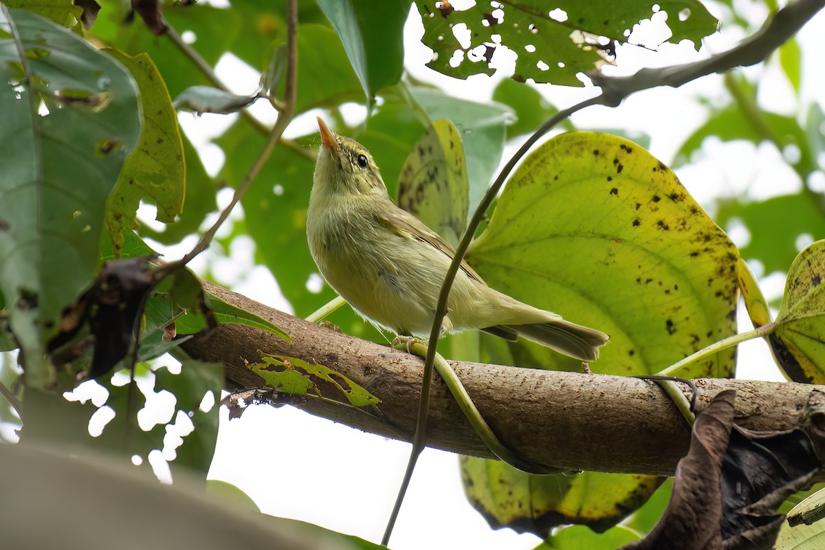 Green Warbler - ML627454193