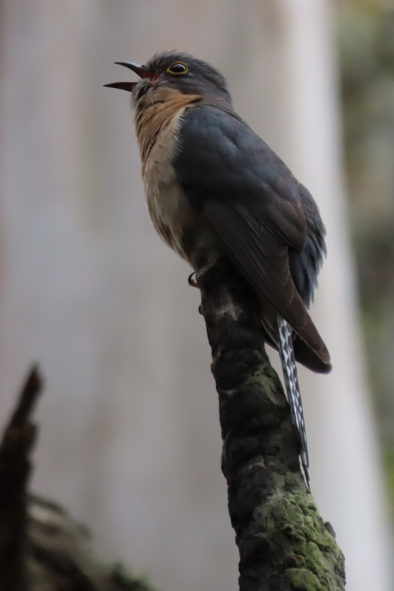 Fan-tailed Cuckoo - ML627454196