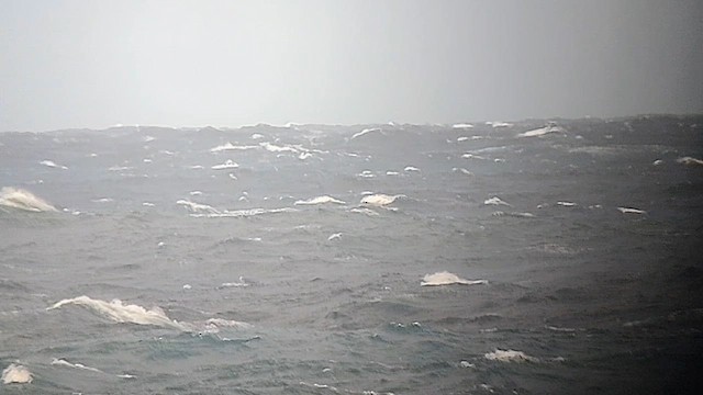 Short-tailed Shearwater - ML627454275