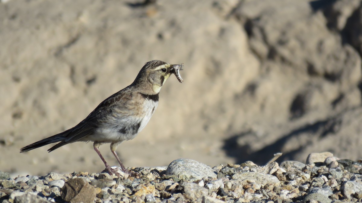 Horned Lark - ML62745431