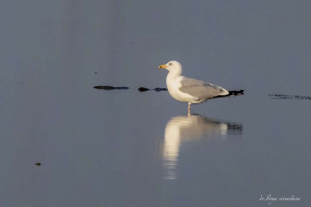 Larus sp. - ML627454337