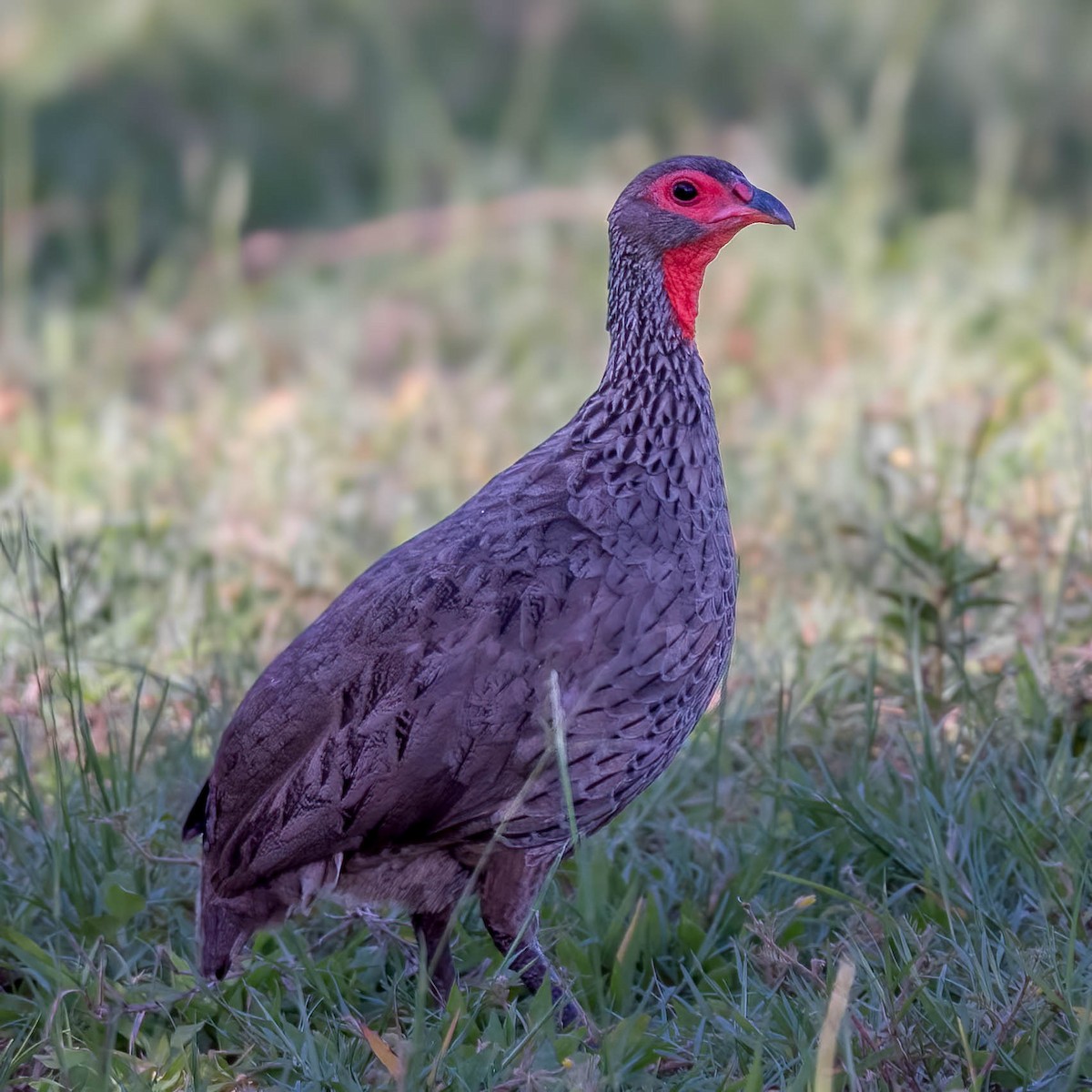 Swainson's Spurfowl - ML627454346