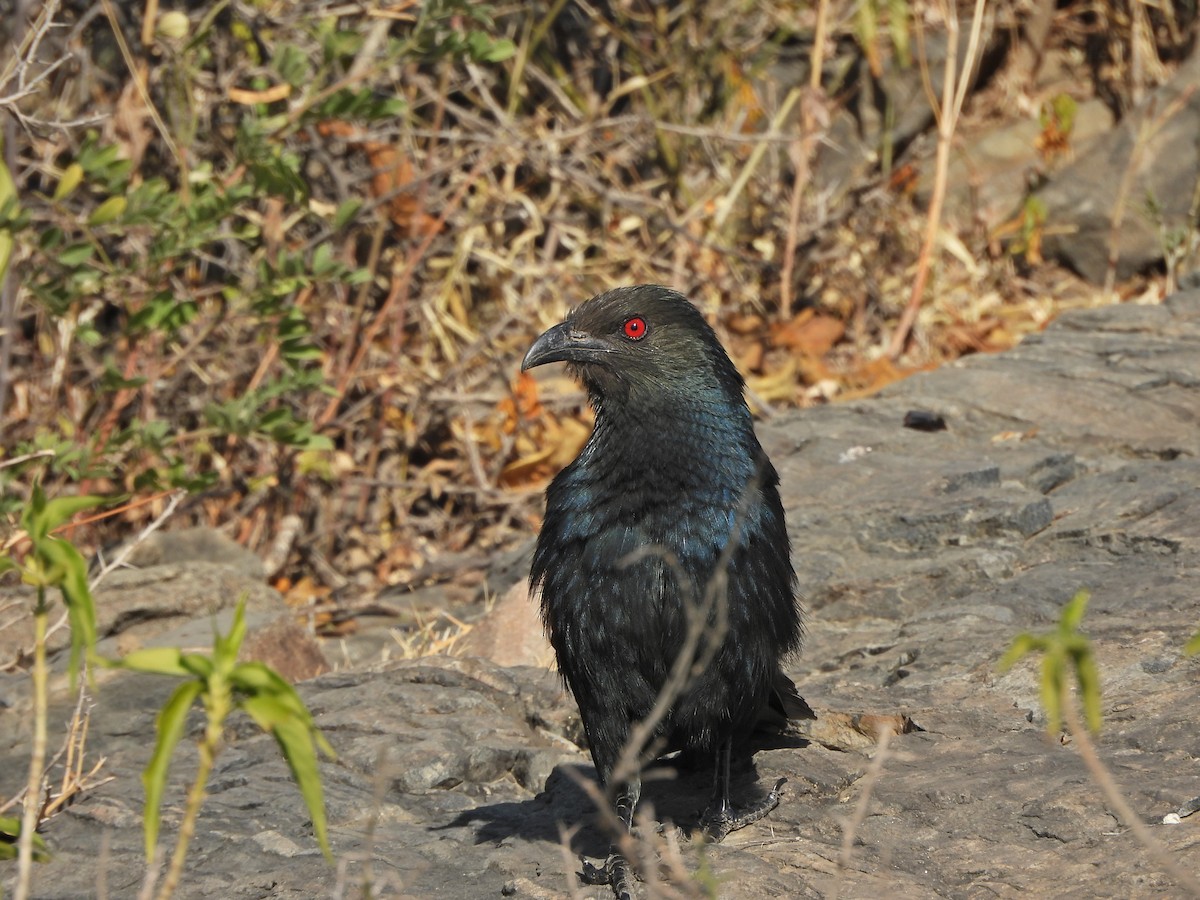 Greater Coucal - ML627454530