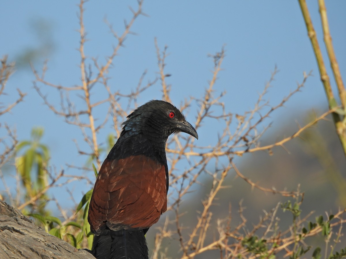 Greater Coucal - ML627454531