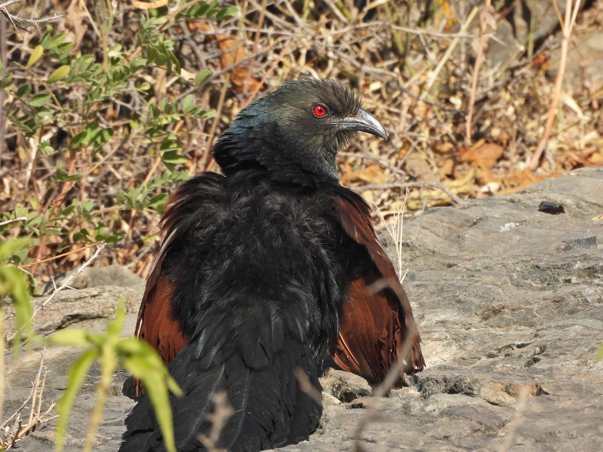 Greater Coucal - ML627454532