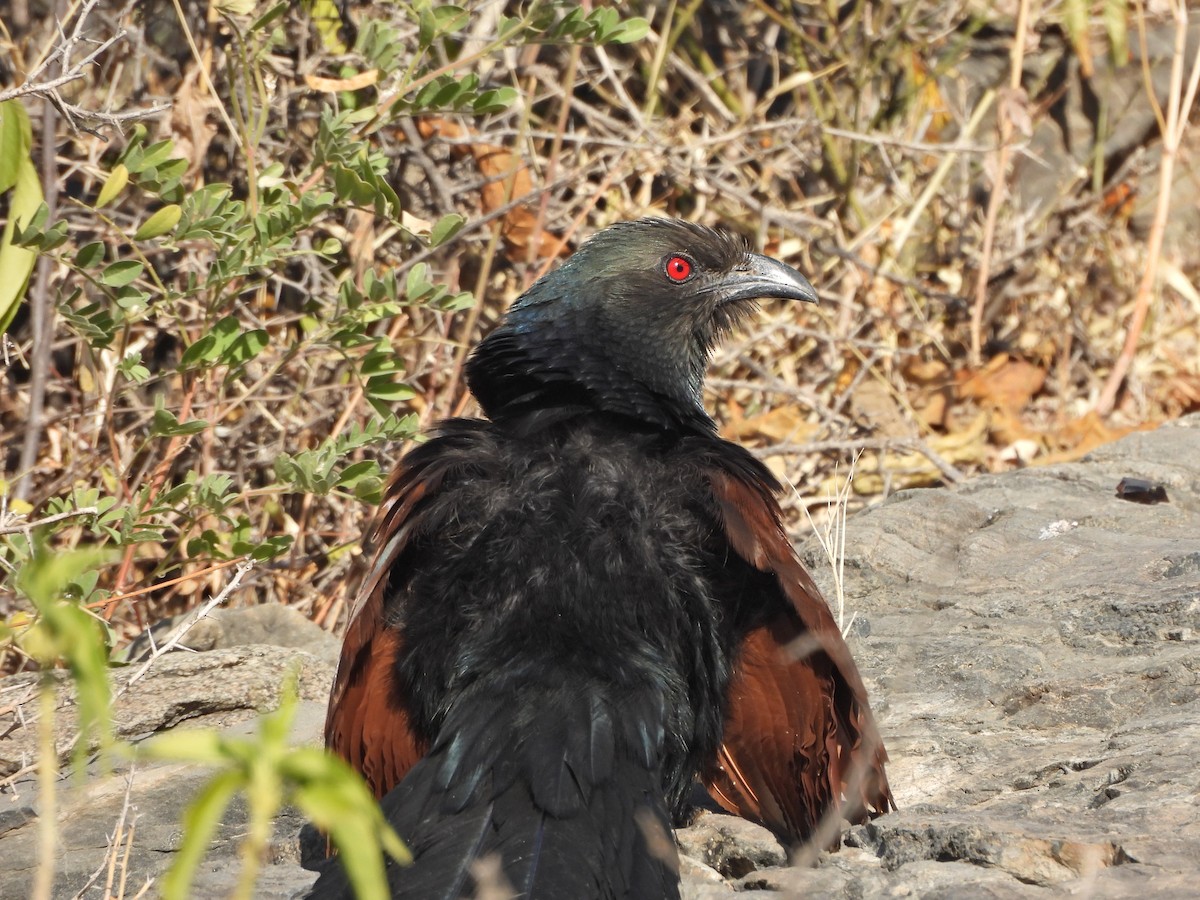 Greater Coucal - ML627454533