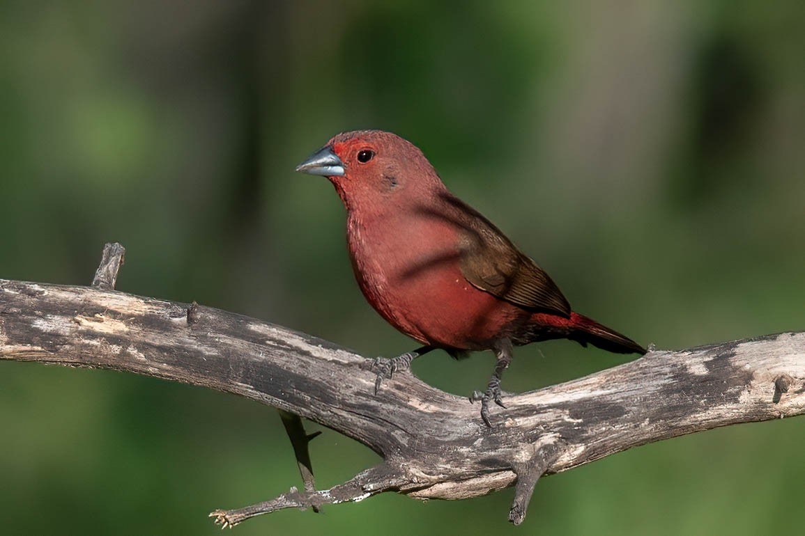 Jameson's Firefinch - ML627454590