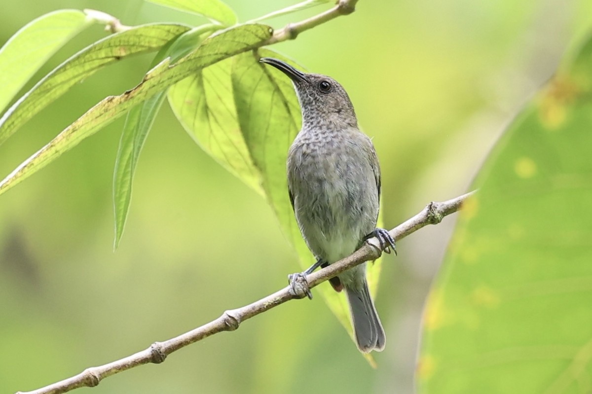 Seram Myzomela - ML627454614